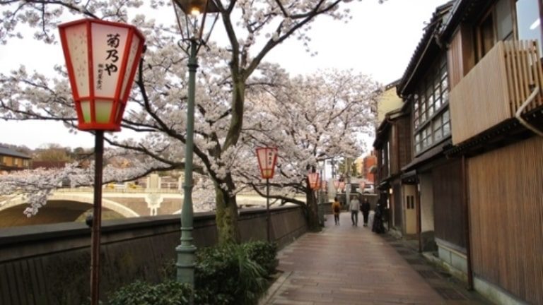 金沢のお花見18 鏡花のみち 秋聲のみち 金沢を観光してみたいかも 金沢から配信する観光サイトです