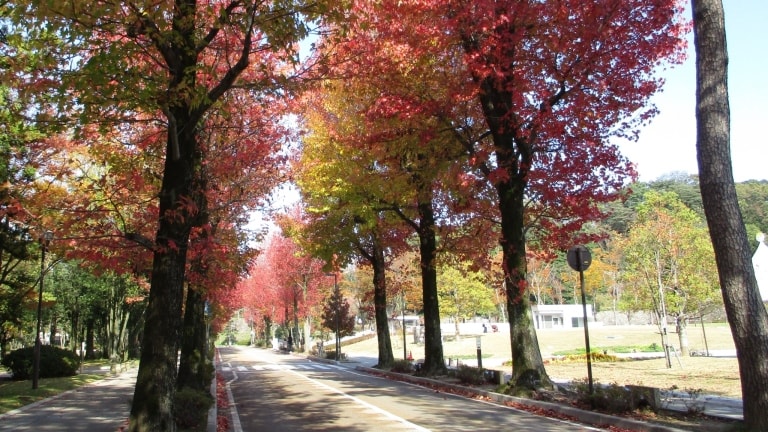 アメリカ楓通り－金沢城公園と21美を結ぶ並木道