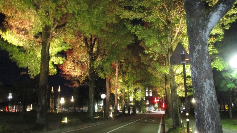 アメリカ楓通りで夜間のライトアップ開始
